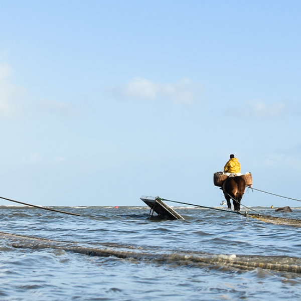 vakantie in oostduinkerke servimoholidays garnaalvissers vissers te paard