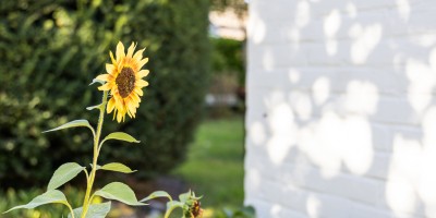 Salvia_location_de_vacances_Koksijde (16).jpg